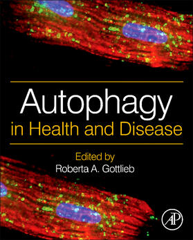 Gottlieb |  Autophagy in Health and Disease | Buch |  Sack Fachmedien