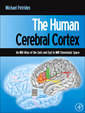 Petrides |  The Human Cerebral Cortex | Buch |  Sack Fachmedien