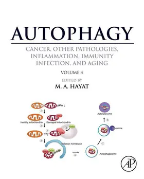 Hayat |  Autophagy: Cancer, Other Pathologies, Inflammation, Immunity, Infection, and Aging | eBook | Sack Fachmedien