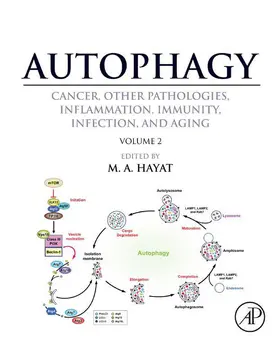 Hayat |  Autophagy: Cancer, Other Pathologies, Inflammation, Immunity, Infection, and Aging | eBook | Sack Fachmedien