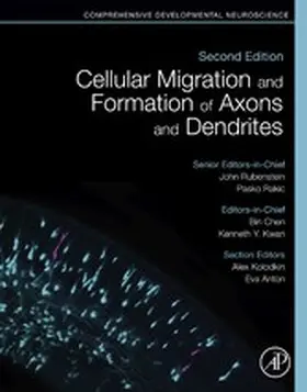 Chen / Kwan / Rubenstein |  Cellular Migration and Formation of Axons and Dendrites | eBook | Sack Fachmedien