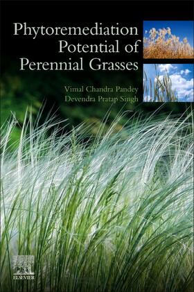 Pandey / Singh |  Phytoremediation Potential of Perennial Grasses | Buch |  Sack Fachmedien