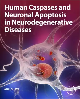 Gupta |  Human Caspases and Neuronal Apoptosis in Neurodegenerative Diseases | Buch |  Sack Fachmedien