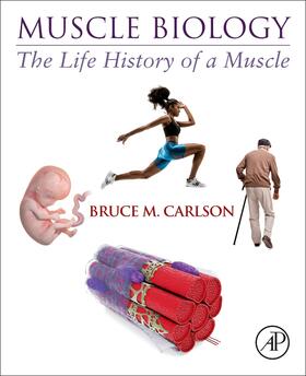 Carlson |  Muscle Biology | Buch |  Sack Fachmedien
