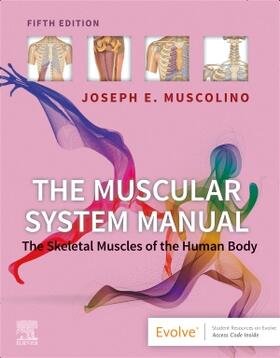 Muscolino |  The Muscular System Manual | Buch |  Sack Fachmedien