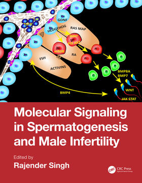 Singh |  Molecular Signaling in Spermatogenesis and Male Infertility | Buch |  Sack Fachmedien