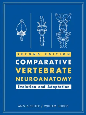 Butler / Hodos |  Comparative Vertebrate Neuroanatomy | Buch |  Sack Fachmedien