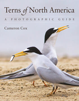 Cox |  Terns of North America | eBook | Sack Fachmedien