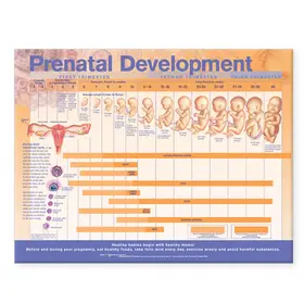  Prenatal Development Anatomical Chart | Sonstiges |  Sack Fachmedien