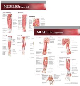 Lippincott Williams & Wilkins Atlas of Anatomy Musculature Chart Set | Sonstiges |  Sack Fachmedien