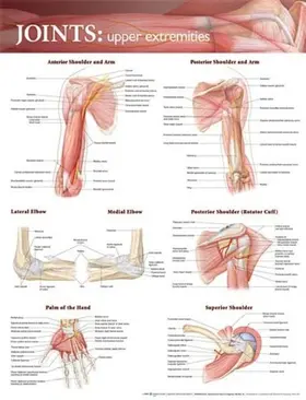  Joints of the Upper Extremities Anatomical Chart | Sonstiges |  Sack Fachmedien