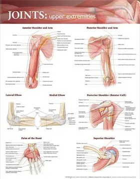  Joints of the Upper Extremities Anatomical Chart | Sonstiges |  Sack Fachmedien