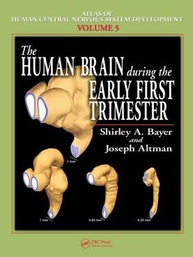 Bayer / Altman |  The Human Brain During the Early First Trimester | Buch |  Sack Fachmedien