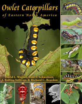 Reardon / Wagner / Schweitzer |  Owlet Caterpillars of Eastern North America | eBook | Sack Fachmedien