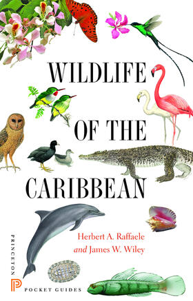 Raffaele / Wiley |  Wildlife of the Caribbean | eBook | Sack Fachmedien