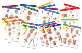  Netter Anatomy Charts | Sonstiges |  Sack Fachmedien