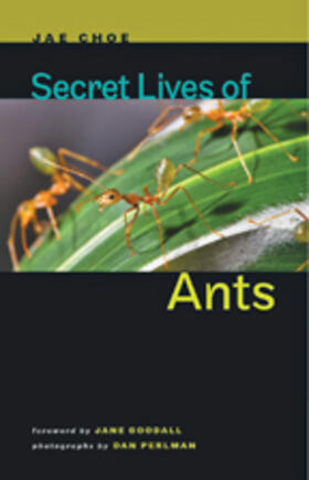 Choe |  Secret Lives of Ants | Buch |  Sack Fachmedien