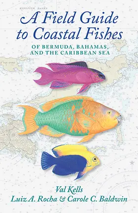 Kells / Rocha / Baldwin |  A Field Guide to Coastal Fishes of Bermuda, Bahamas, and the Caribbean Sea | Buch |  Sack Fachmedien