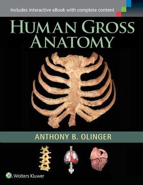 Olinger |  Human Gross Anatomy | Buch |  Sack Fachmedien