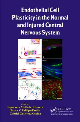 Herrera / Phillips-Farfán / Ospina |  Endothelial Cell Plasticity in the Normal and Injured Central Nervous System | Buch |  Sack Fachmedien