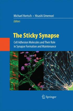 Umemori / Hortsch |  The Sticky Synapse | Buch |  Sack Fachmedien