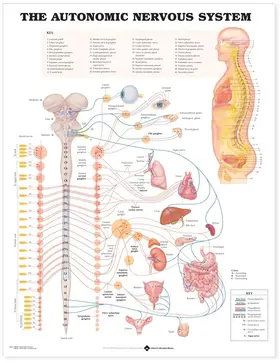  The Autonomic Nervous System Anatomical Chart | Sonstiges |  Sack Fachmedien