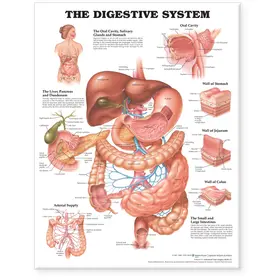  The Digestive System Anatomical Chart | Sonstiges |  Sack Fachmedien