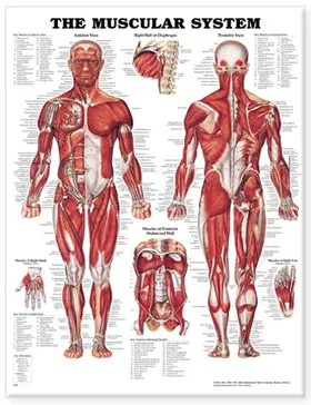 The Muscular System Anatomical Chart | Sonstiges | 978-1-58779-035-5 | sack.de