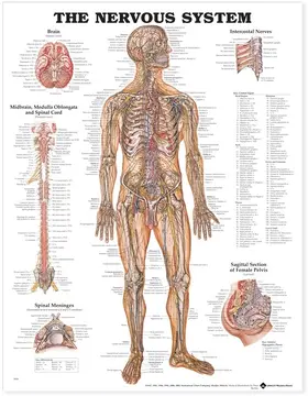  The Nervous System Anatomical Chart | Sonstiges |  Sack Fachmedien