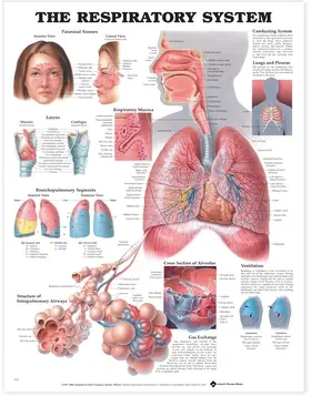  The Respiratory System Anatomical Chart | Sonstiges |  Sack Fachmedien