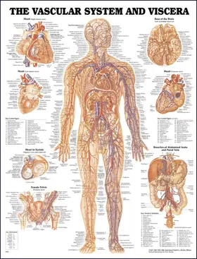  Vascular System and Viscera Anatomical Chart | Sonstiges |  Sack Fachmedien