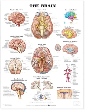  Brain Anatomical Chart | Buch |  Sack Fachmedien