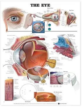  Eye Anatomical Chart | Buch |  Sack Fachmedien