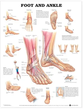  Foot and Ankle Anatomical Chart | Sonstiges |  Sack Fachmedien