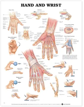  Hand and Wrist Anatomical Chart | Sonstiges |  Sack Fachmedien