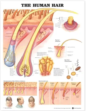  The Human Hair Anatomical Chart | Sonstiges |  Sack Fachmedien