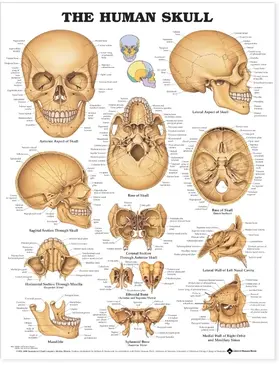  The Human Skull Anatomical Chart | Buch |  Sack Fachmedien