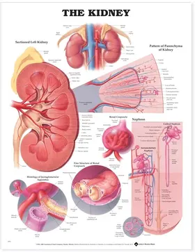  The Kidney Anatomical Chart | Sonstiges |  Sack Fachmedien