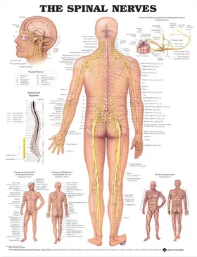  The Spinal Nerves Anatomical Chart | Sonstiges |  Sack Fachmedien