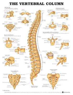  The Vertebral Column Anatomical Chart | Sonstiges |  Sack Fachmedien