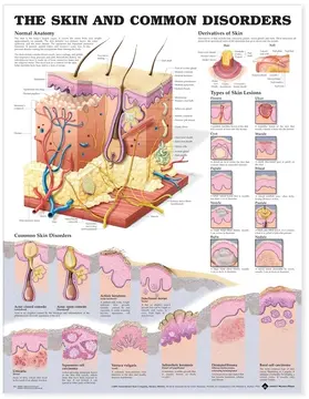  Skin and Common Disorders Anatomical Chart | Buch |  Sack Fachmedien