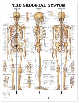  The Skeletal System Anatomical Chart | Sonstiges |  Sack Fachmedien