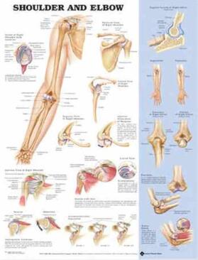  Shoulder and Elbow Anatomical Chart | Sonstiges |  Sack Fachmedien