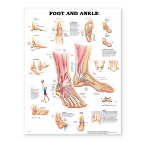  Foot and Ankle Anatomical Chart | Sonstiges |  Sack Fachmedien