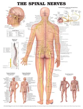  The Spinal Nerves Anatomical Chart | Sonstiges |  Sack Fachmedien