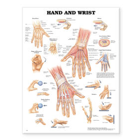  Hand and Wrist Anatomical Chart | Sonstiges |  Sack Fachmedien