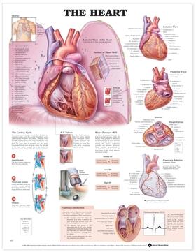  The Heart Anatomical Chart | Sonstiges |  Sack Fachmedien
