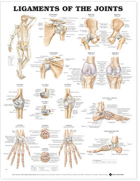  Ligaments of the Joints Anatomical Chart | Sonstiges |  Sack Fachmedien