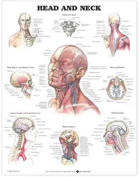  Head and Neck Anatomical Chart | Sonstiges |  Sack Fachmedien