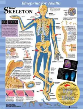  Blueprint for Health Your Skeleton Chart | Sonstiges |  Sack Fachmedien